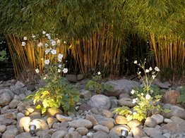 Bambus mit Gartenbeleuchtung und Herbstanemonen
