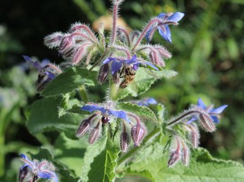 blaue Blüten vom Borretsch 