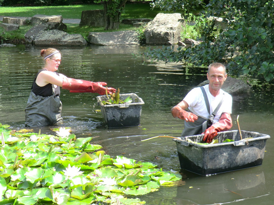 Mitarbeiter bei der Pflege von Seerosen im Teich