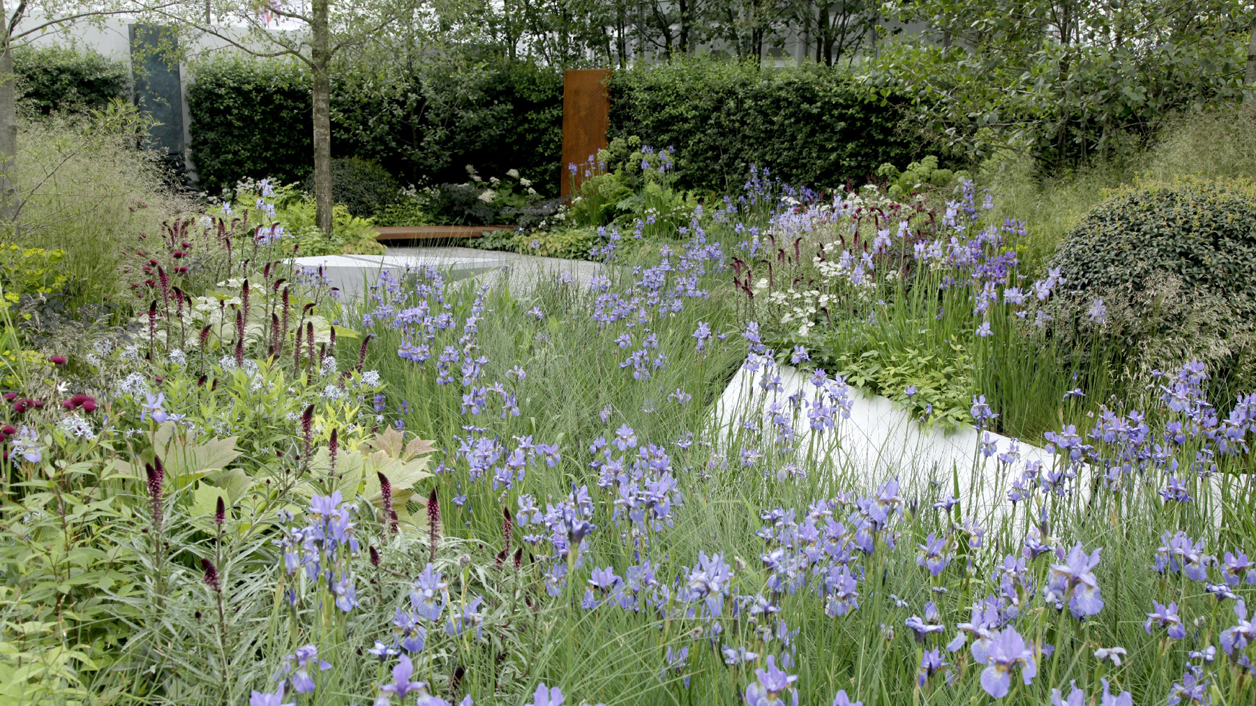Hellblaue Iris im Hausgarten